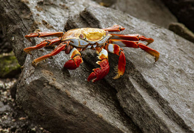 Close-up of insect on rock