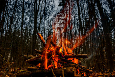 Close-up of bonfire in forest