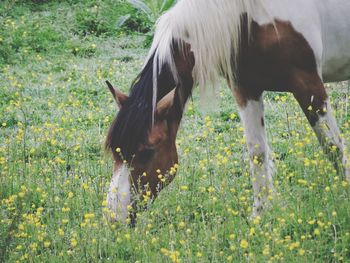 animal