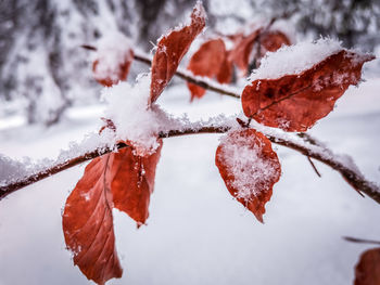 Close-up of frozen leaves on tree during winter