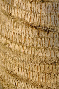 Close-up of tree trunk