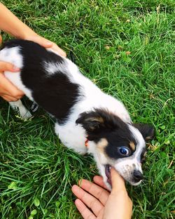 High angle view of puppy on grass