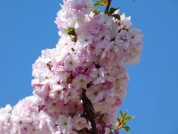 Low angle view of pink cherry blossoms against sky