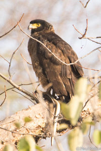 Low angle view of eagle perching on branch