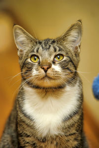 Close-up portrait of tabby cat