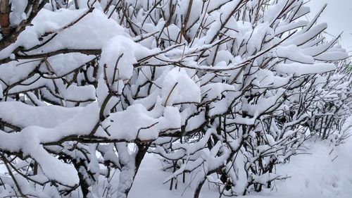 Close-up of frozen bare tree during winter