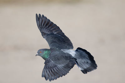 Close-up of pigeon flying outdoors