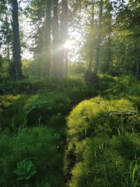 View of trees in forest