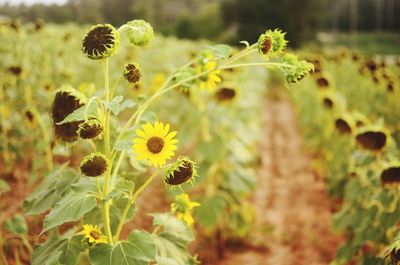 Close-up of yellow flower blooming in field