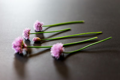 Close-up of purple flowers blooming