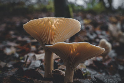 Close-up of mushroom growing on field