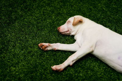 View of a dog lying on grass