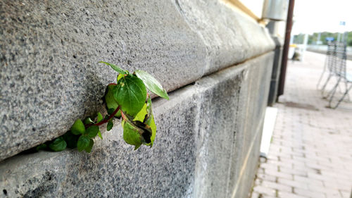 Close-up of insect on leaf
