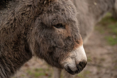 Close-up of a horse on field