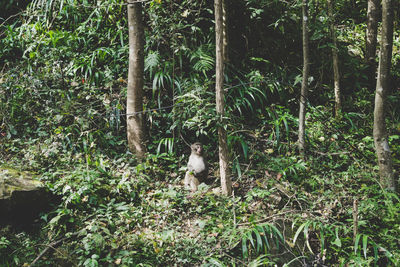 Dog sitting in a forest
