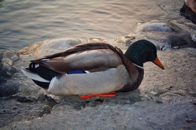 Duck swimming in lake