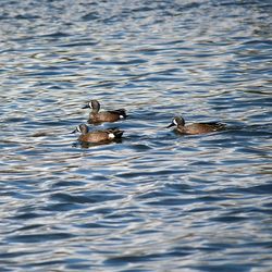 View of birds in water