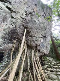Low angle view of tree trunk in forest