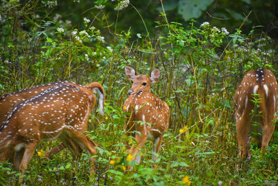 View of animals on field