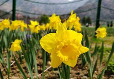 Close-up of yellow daffodil flowers on field