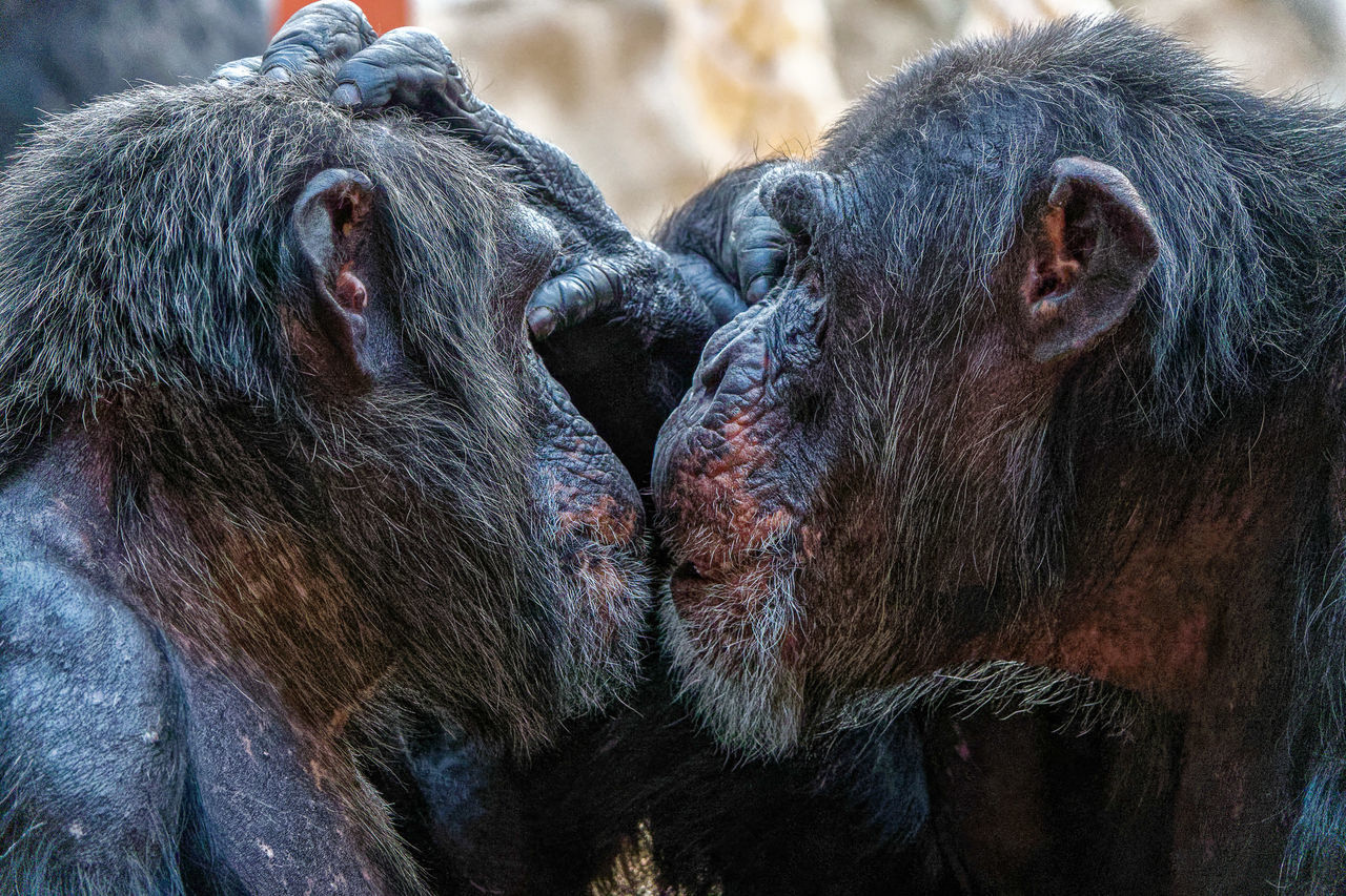 CLOSE-UP OF MONKEY