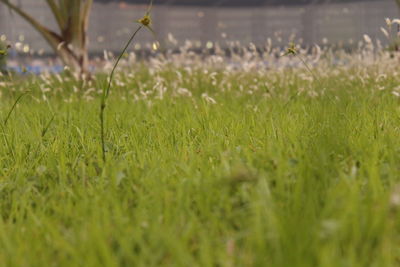 Close-up of fresh green grass in field