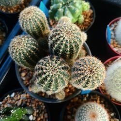 Close-up of succulent plant