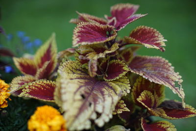 Close-up of flowering plant leaves