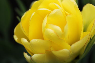 Close-up of yellow rose