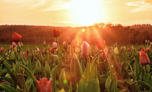 View of flowering plants on field during sunset