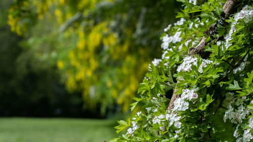 Close-up of white flowering plant in park