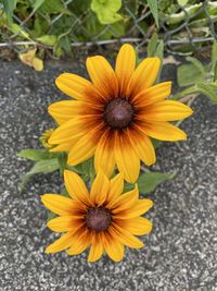 High angle view of yellow flower