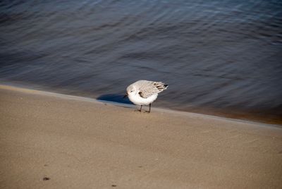 High angle view of water bird on beach