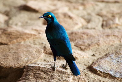 Close-up of bird perching on rock