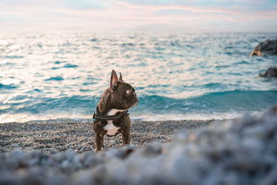 French bulldog dog on the beach