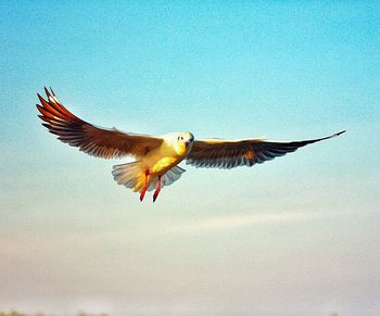 Low angle view of a bird flying