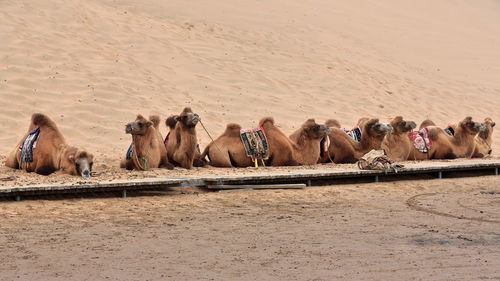 1035 bactrian camels for tourist rides. badain e.lake-badain jaran area gobi desert-nei mongol-china