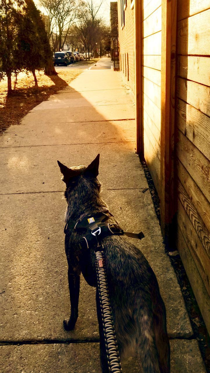 BLACK DOG IN FOOTPATH