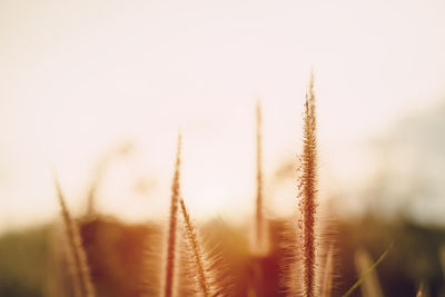 Close-up of stalks against clear sky