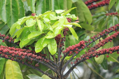 Close-up of pink flower buds