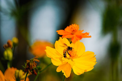 Close-up of bee pollinating on yellow flower