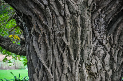 Close-up of tree trunk