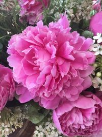 High angle view of pink flowering plant