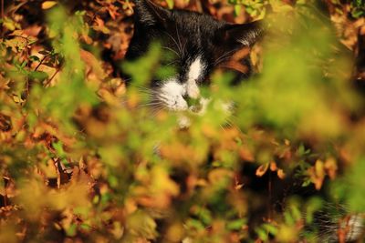 Close-up of a cat on field