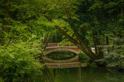 View of bridge over lake in forest