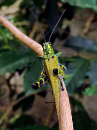 Close-up of insect on plant