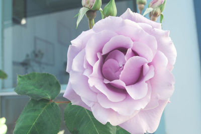 Close-up of pink rose