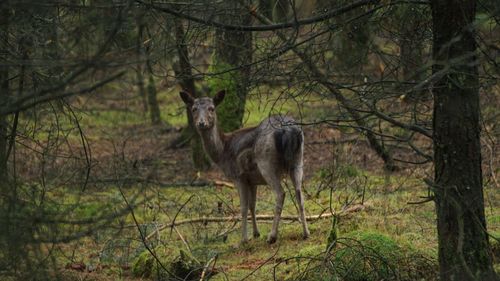 Deer standing in forest