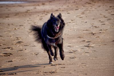 Dog running on sand