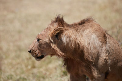 Side view of giraffe on land